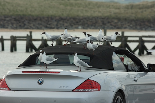black headed gulls perched on a BMW